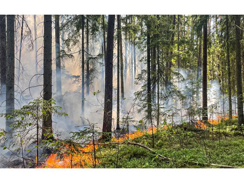 Miškų gaisringumas šalyje siekia aukščiausią lygį – miškininkai prašo miške poilsiauti atsakingai